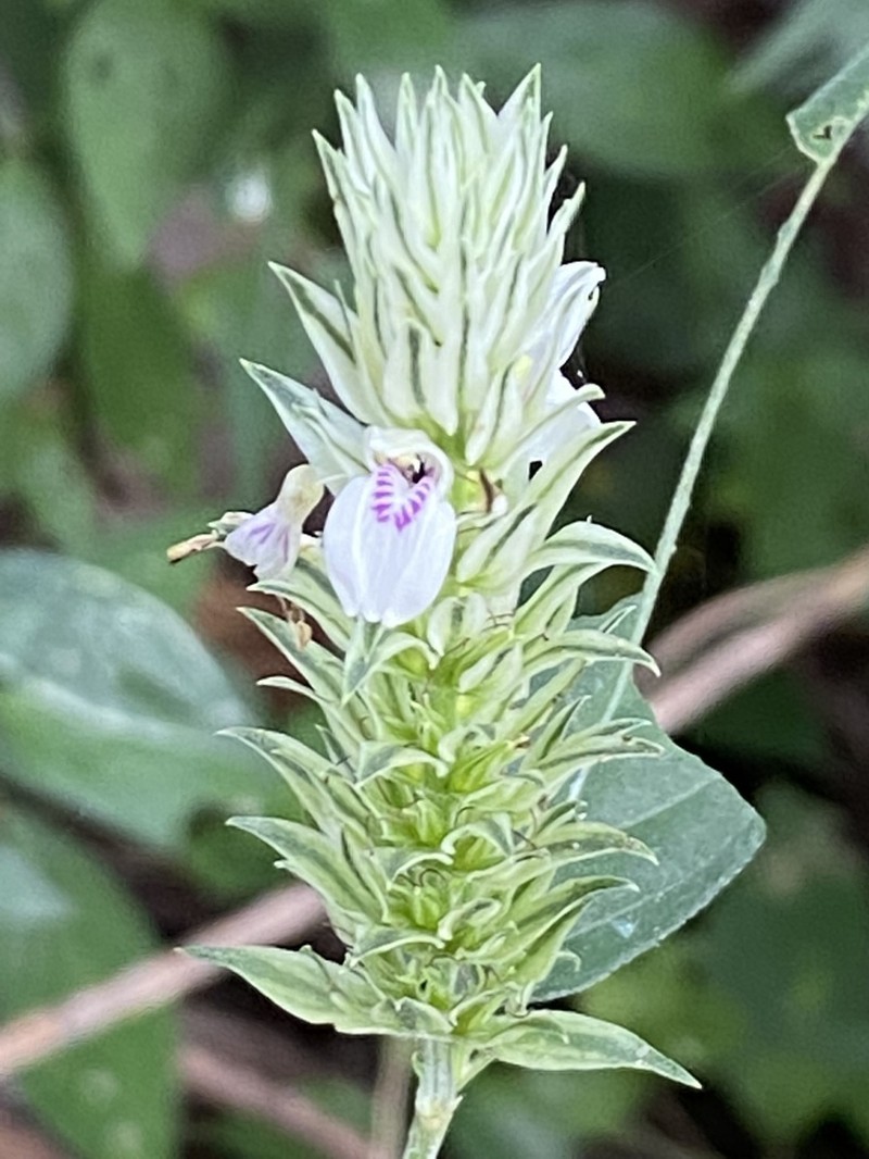 Pogonospermum depauperatum photo 4