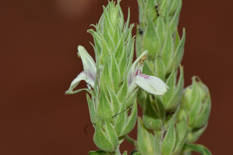 Pogonospermum depauperatum photo 5