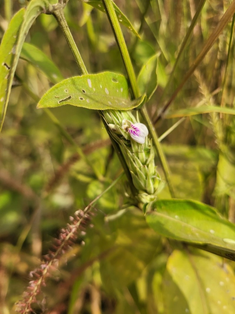 Pogonospermum depauperatum photo 6