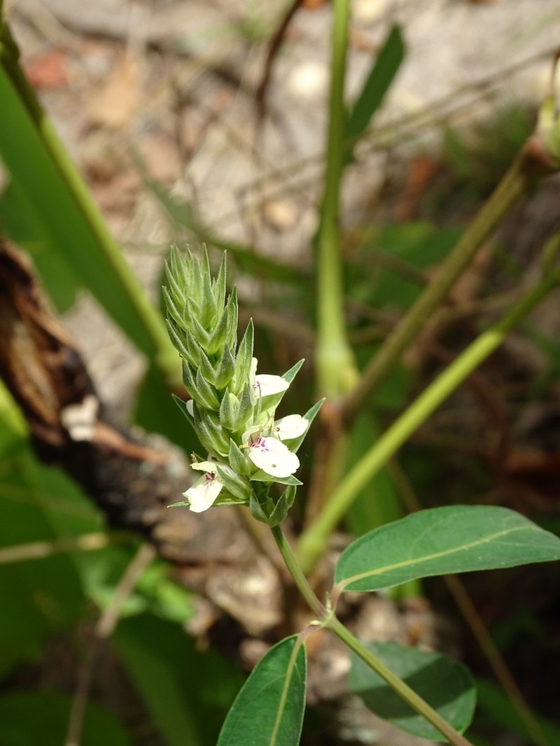Pogonospermum depauperatum photo 7