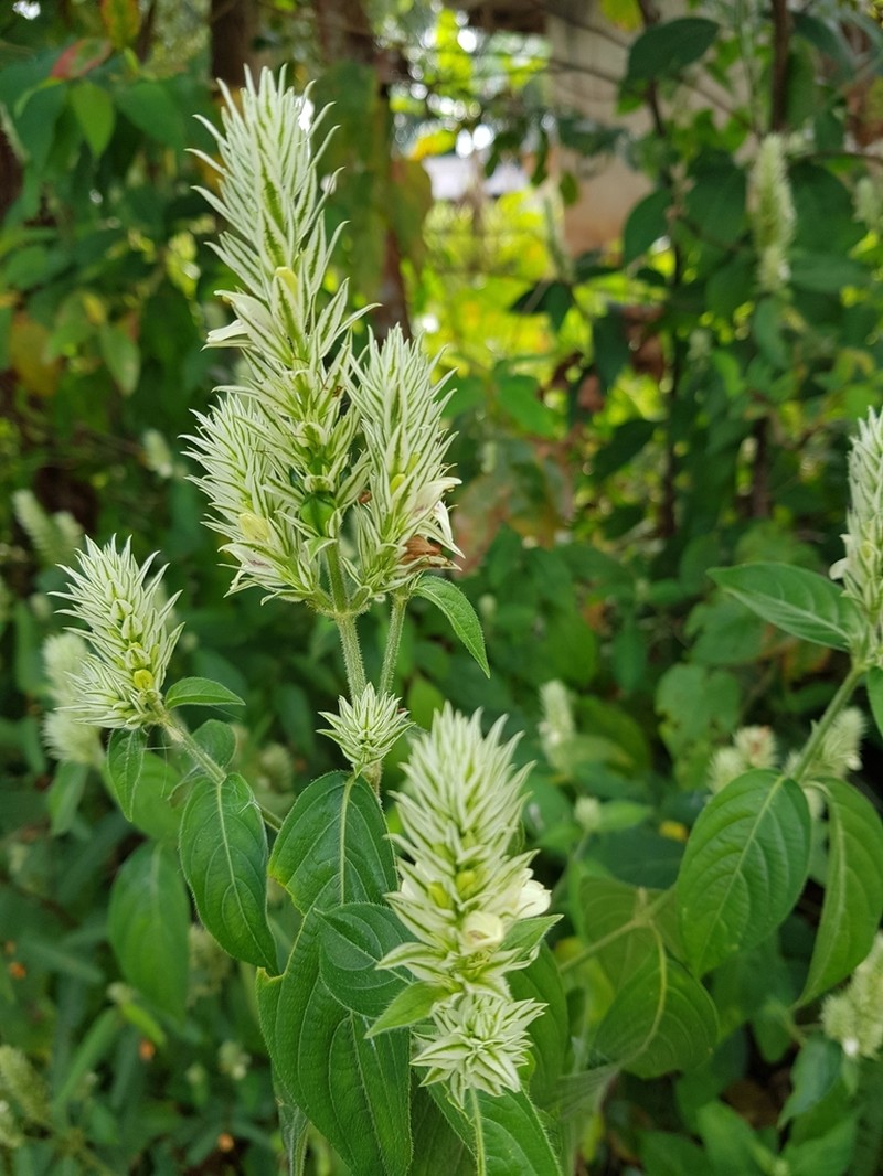 Pogonospermum depauperatum photo 8