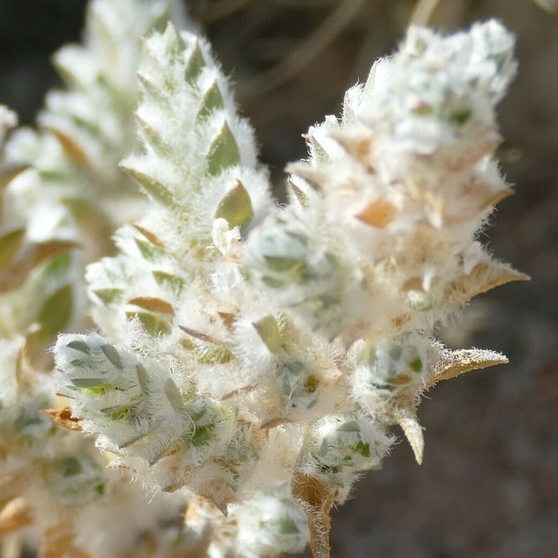 Pogonospermum desertorum