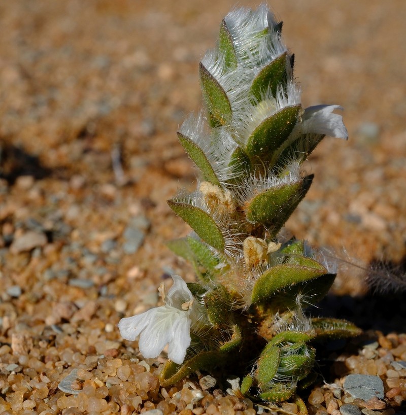 Pogonospermum desertorum photo 2