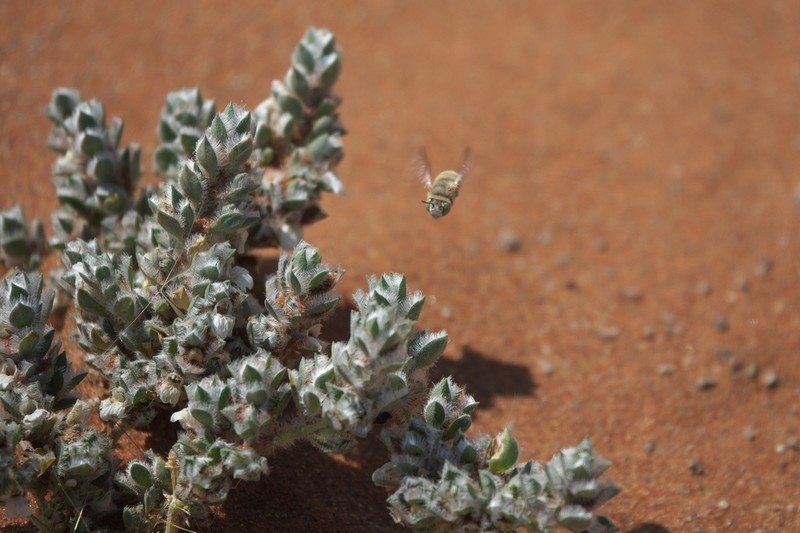 Pogonospermum desertorum photo 3