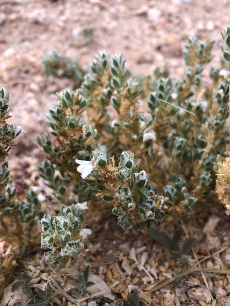 Pogonospermum desertorum photo 4