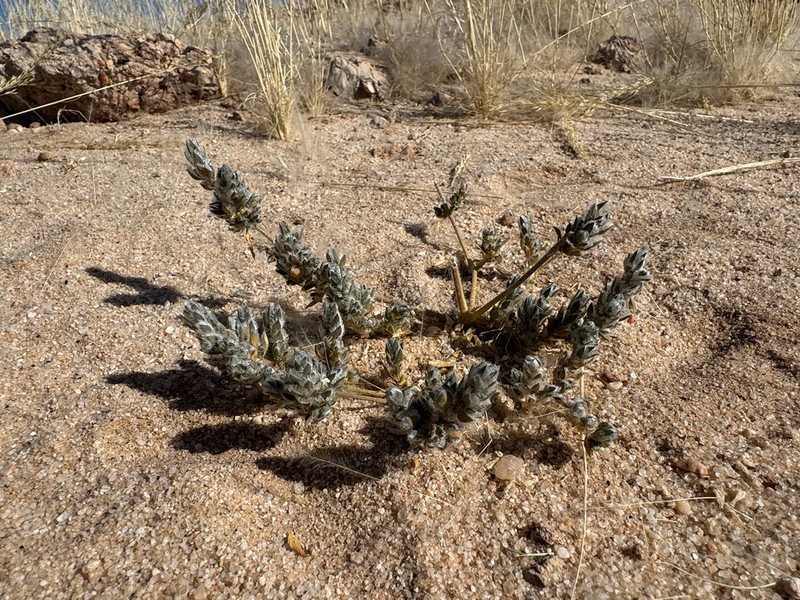 Pogonospermum desertorum photo 5