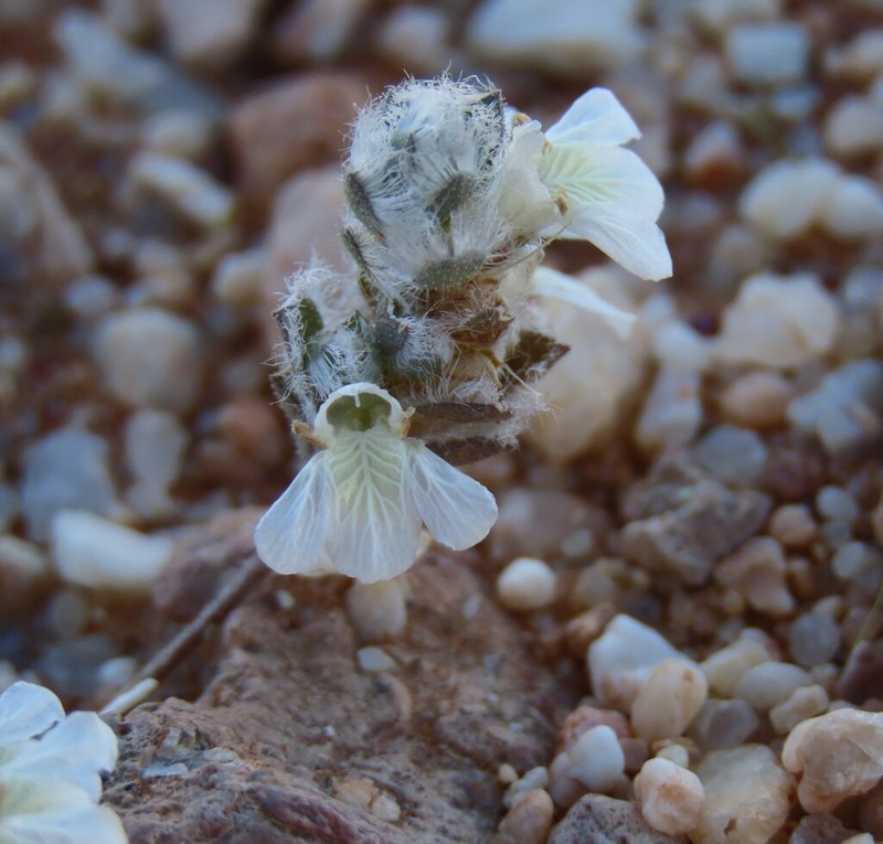 Pogonospermum desertorum photo 6