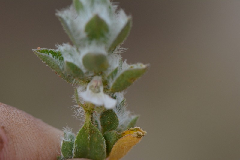 Pogonospermum desertorum photo 7