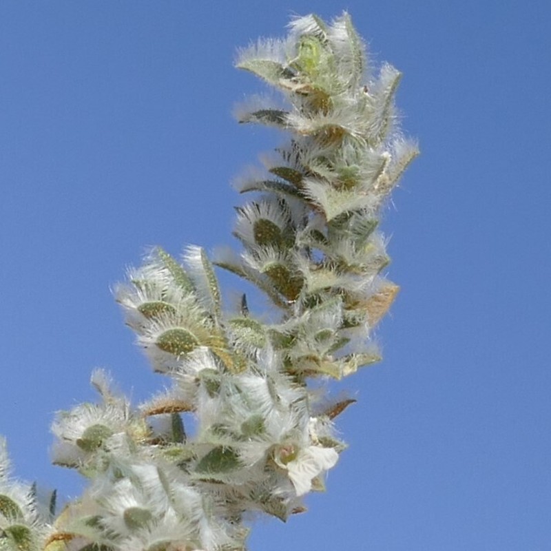 Pogonospermum desertorum photo 8