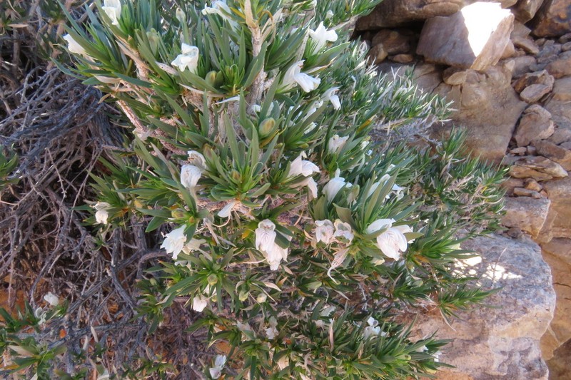 Pogonospermum distichotrichum
