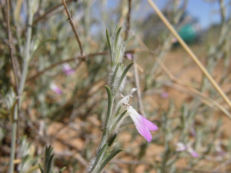 Pogonospermum distichotrichum photo 2