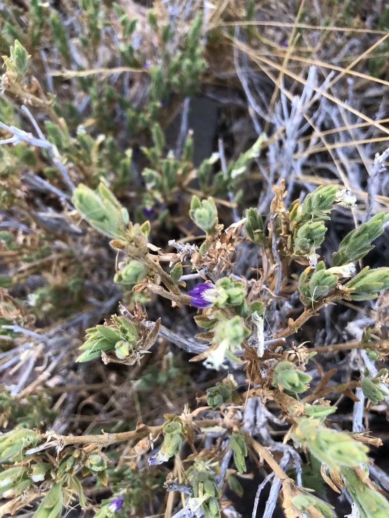 Pogonospermum distichotrichum photo 3