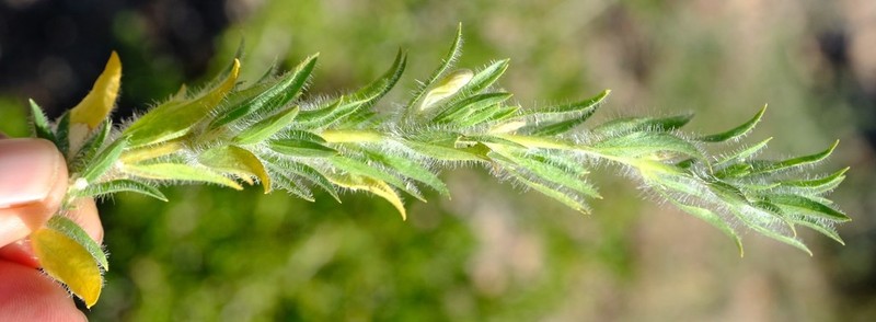 Pogonospermum distichotrichum photo 4