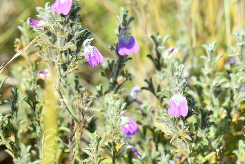 Pogonospermum distichotrichum photo 5