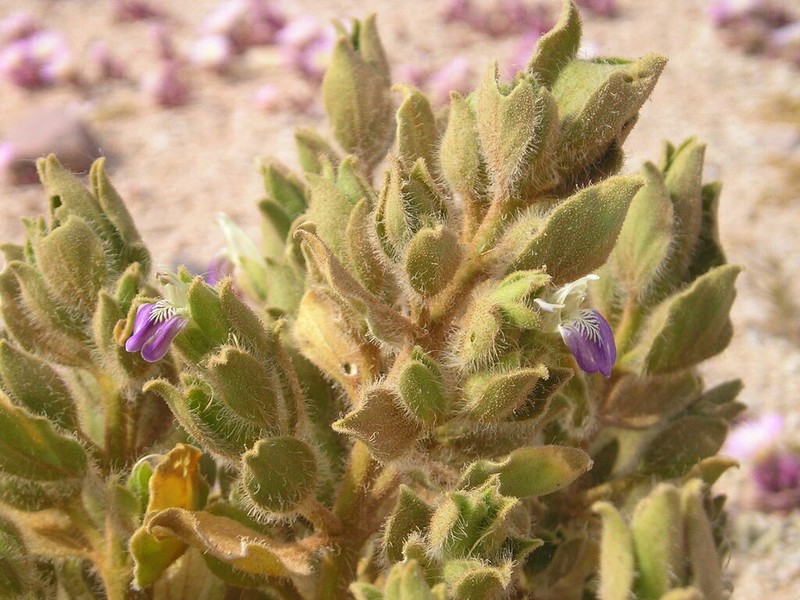 Pogonospermum distichotrichum photo 6