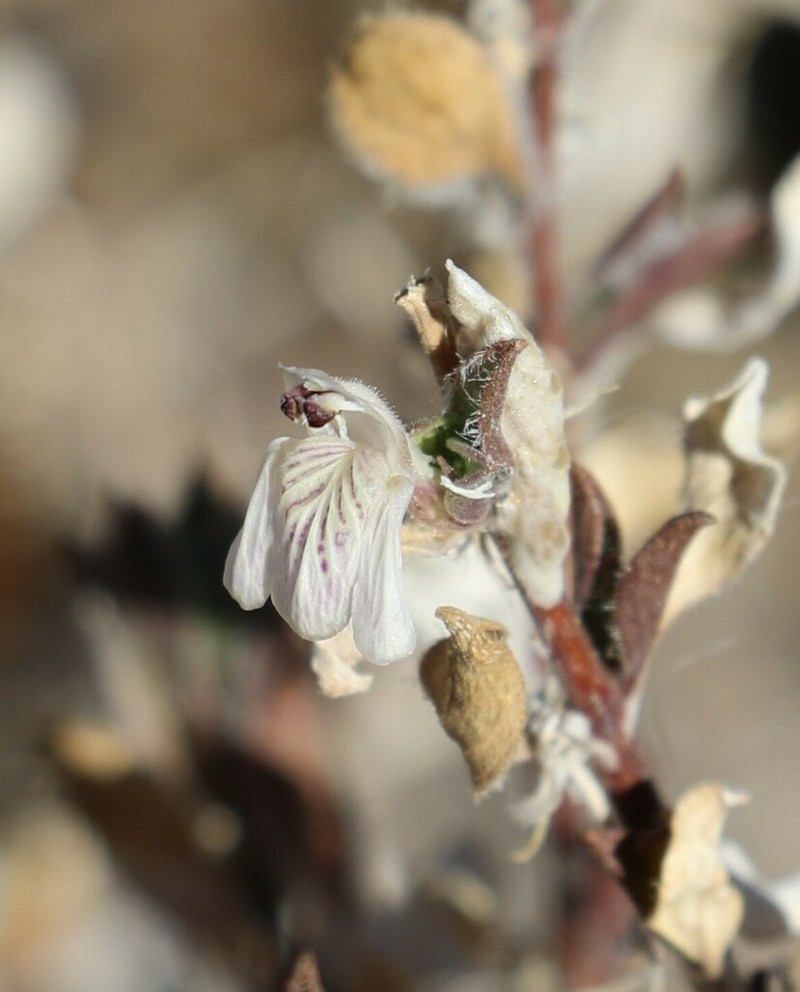 Pogonospermum distichotrichum photo 7