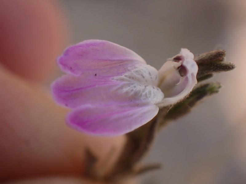 Pogonospermum distichotrichum photo 8