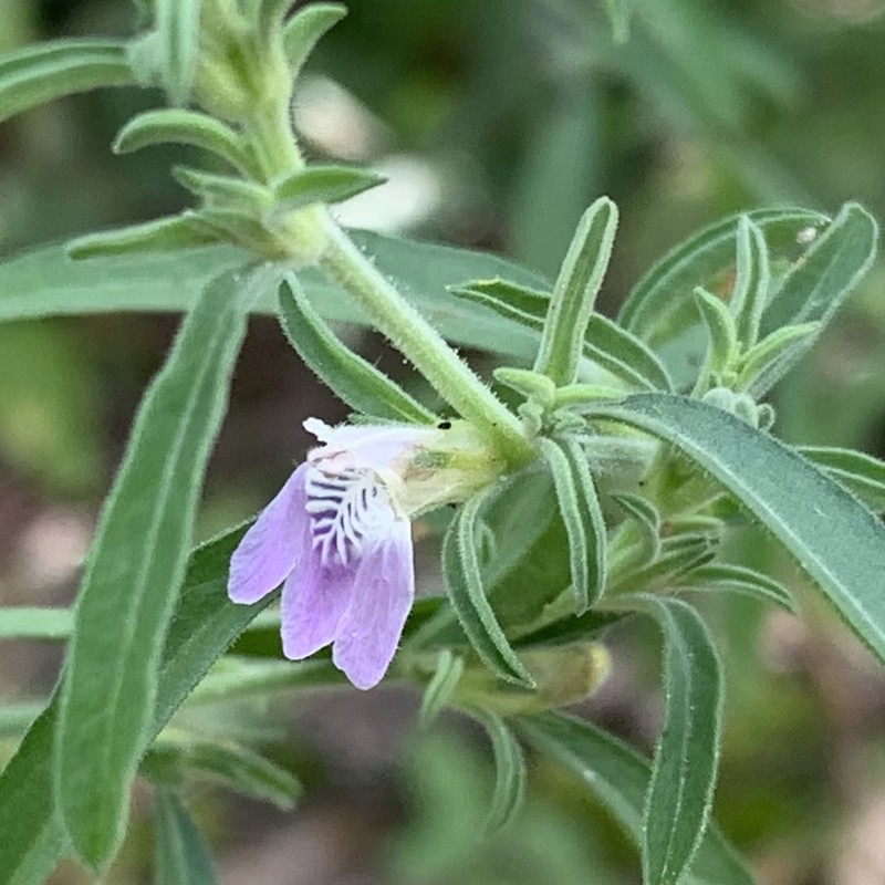 Pogonospermum divaricatum