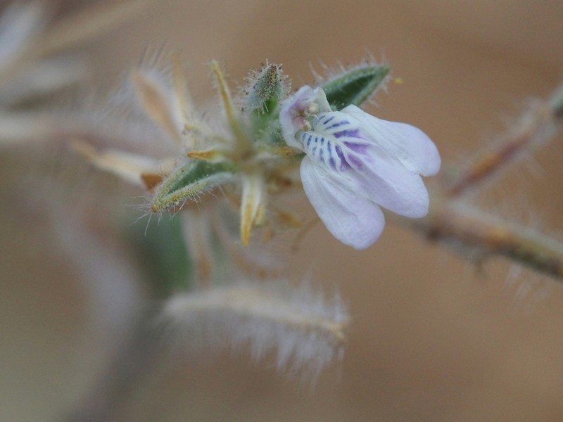 Pogonospermum divaricatum photo 2
