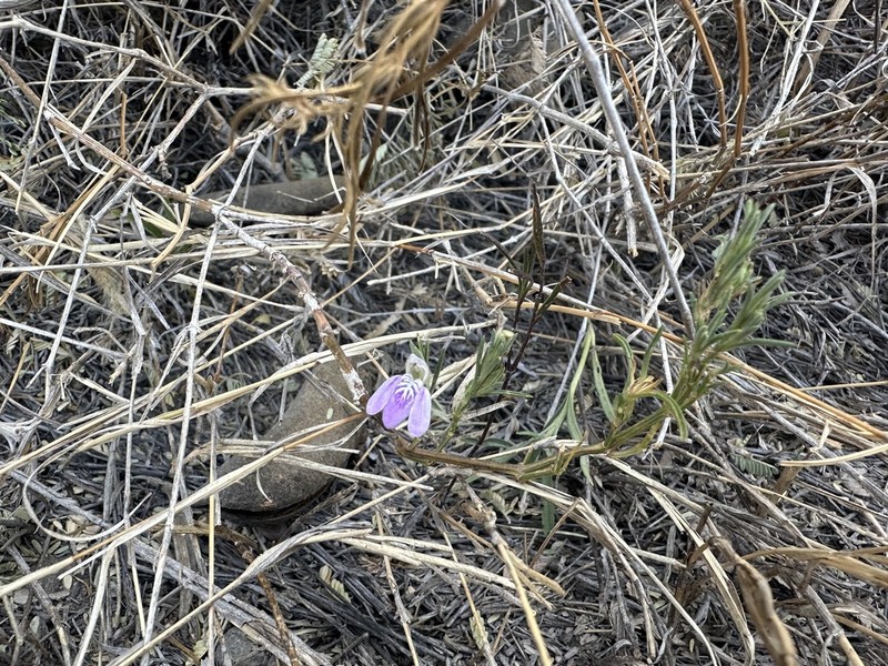 Pogonospermum divaricatum photo 3