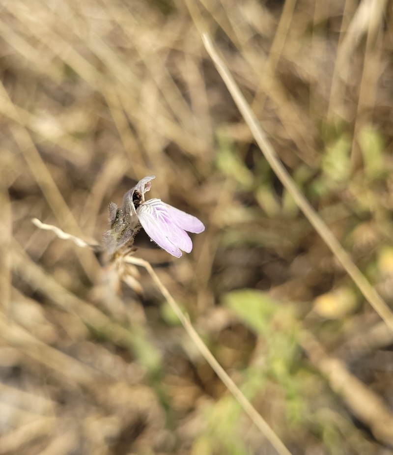 Pogonospermum divaricatum photo 4