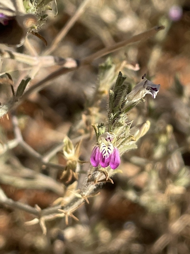 Pogonospermum divaricatum photo 5