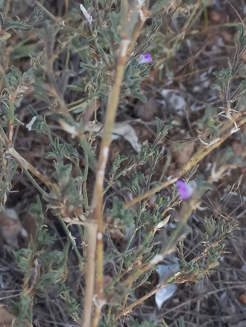 Pogonospermum divaricatum photo 6