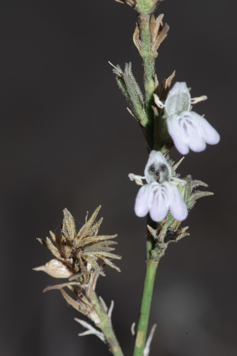 Pogonospermum divaricatum photo 7