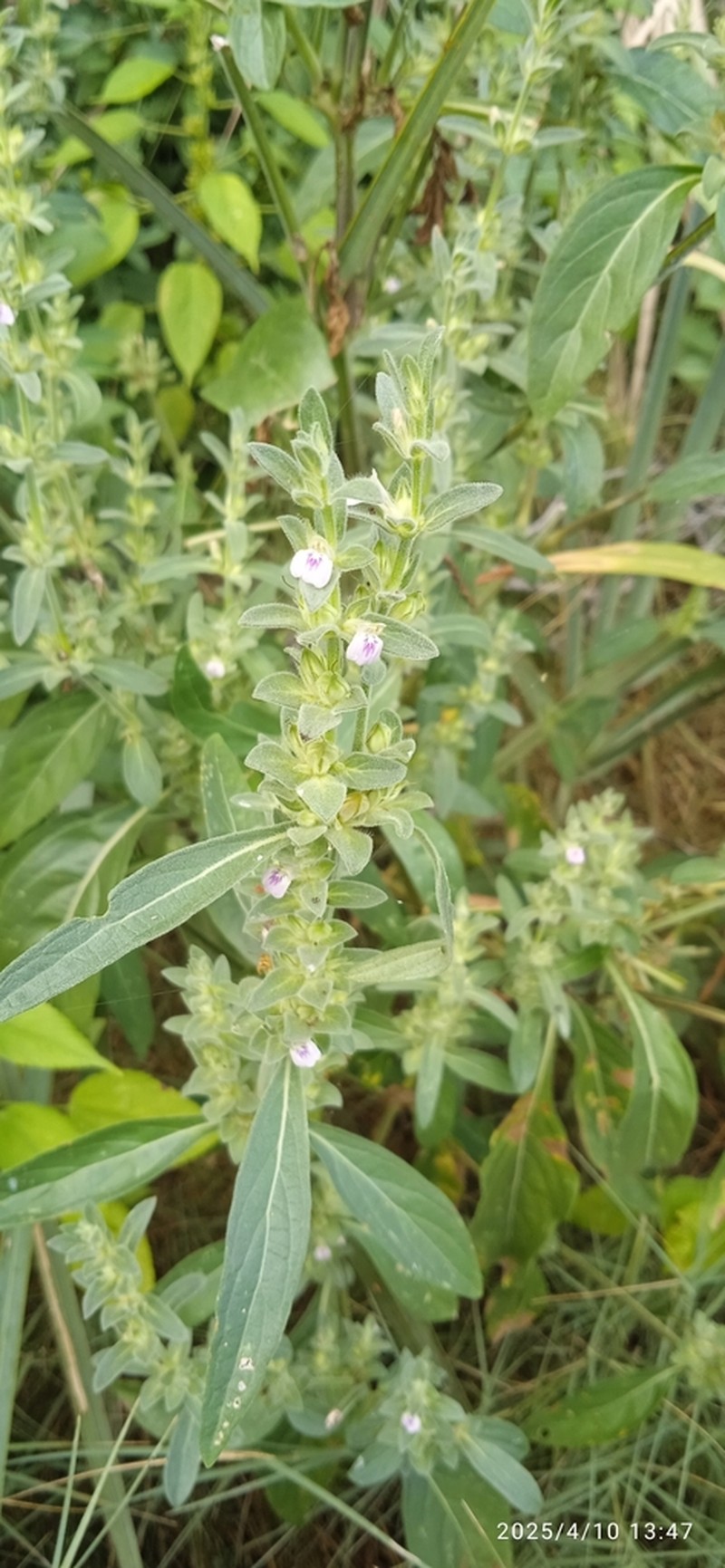 Pogonospermum divaricatum photo 8