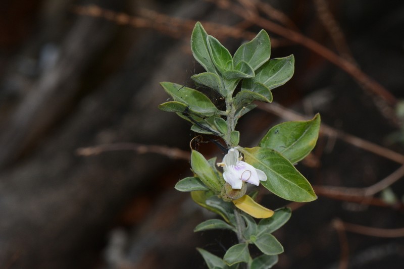 Pogonospermum fanshawei