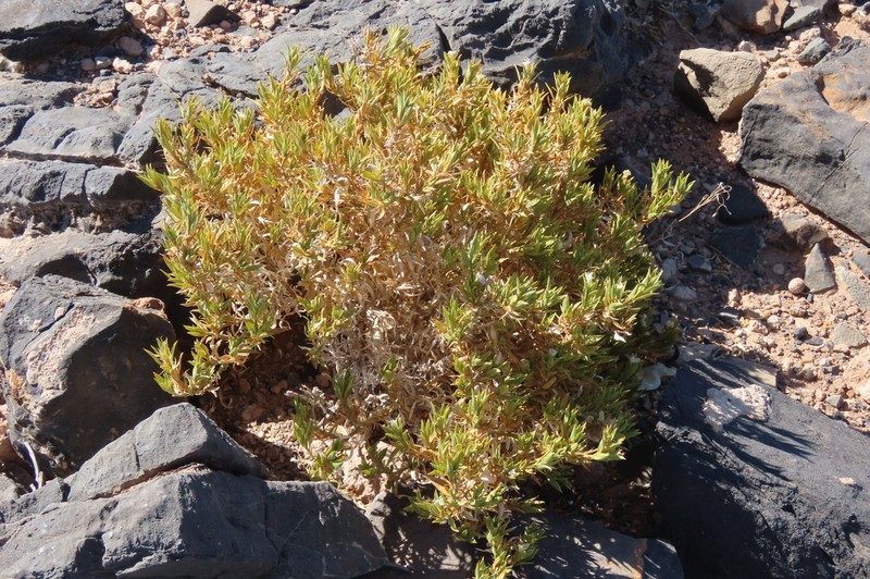 Pogonospermum genistifolium