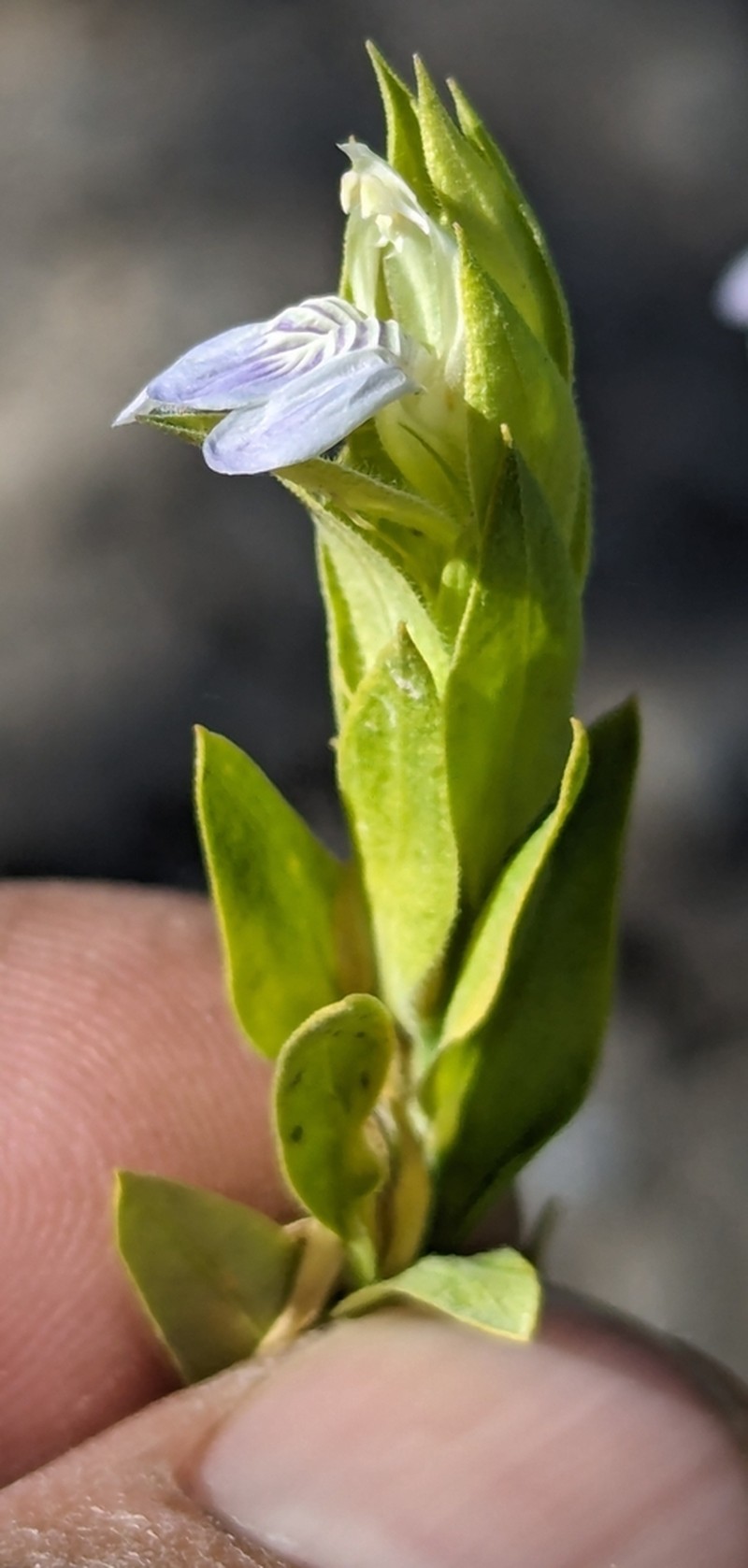 Pogonospermum genistifolium photo 2