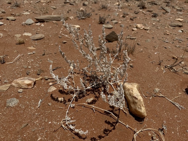 Pogonospermum genistifolium photo 3