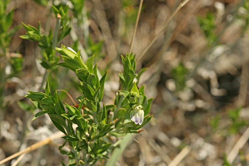 Pogonospermum genistifolium photo 4