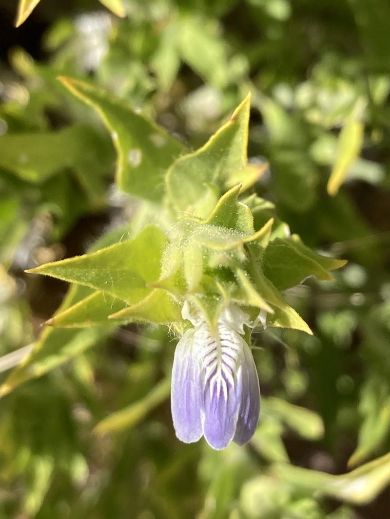 Pogonospermum genistifolium photo 5
