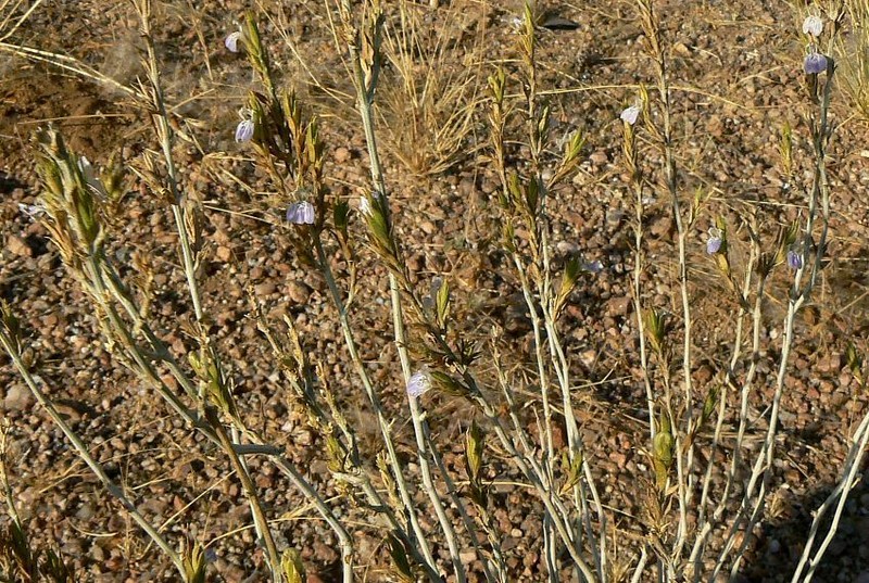 Pogonospermum genistifolium photo 6