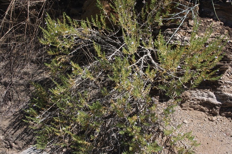 Pogonospermum genistifolium photo 7