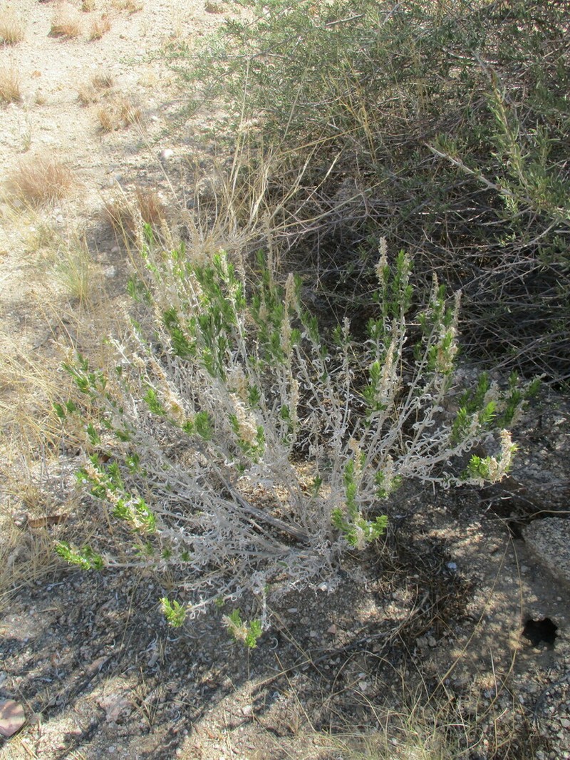 Pogonospermum genistifolium photo 8
