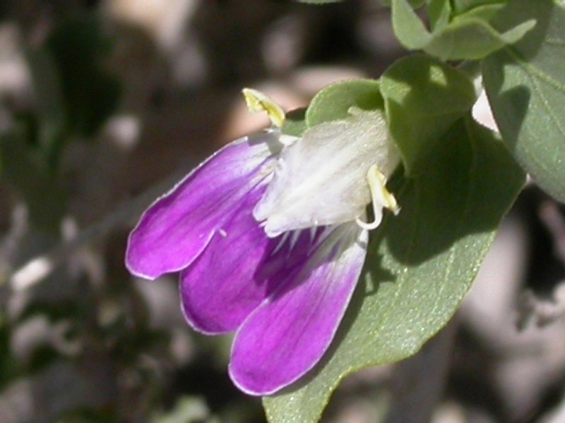 Pogonospermum grandiflorum