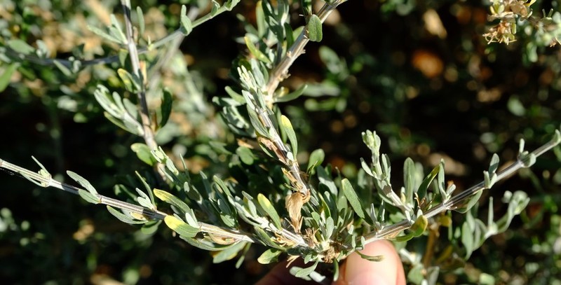 Pogonospermum incanum