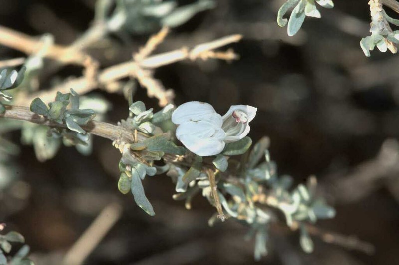 Pogonospermum incanum photo 2
