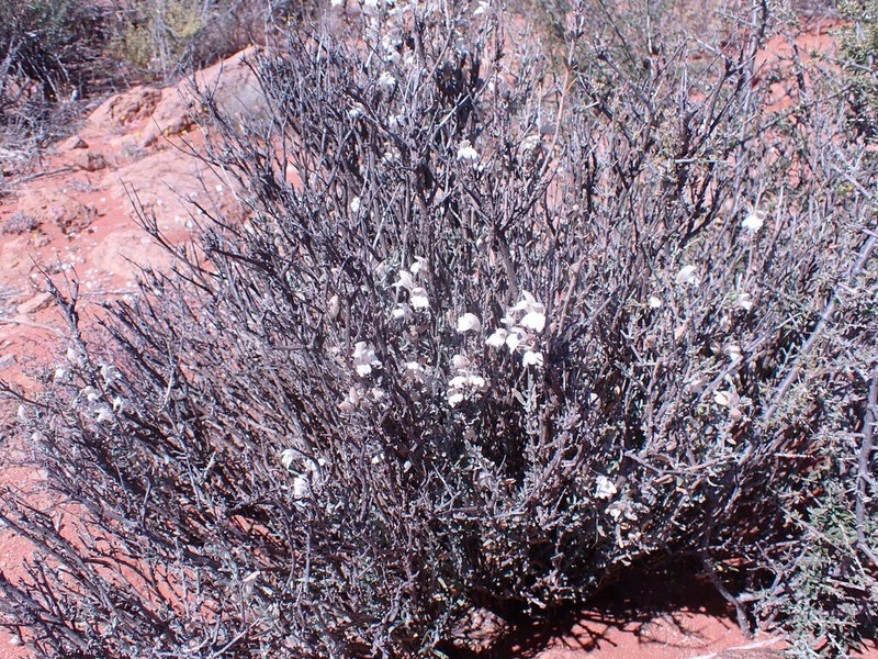 Pogonospermum incanum photo 3