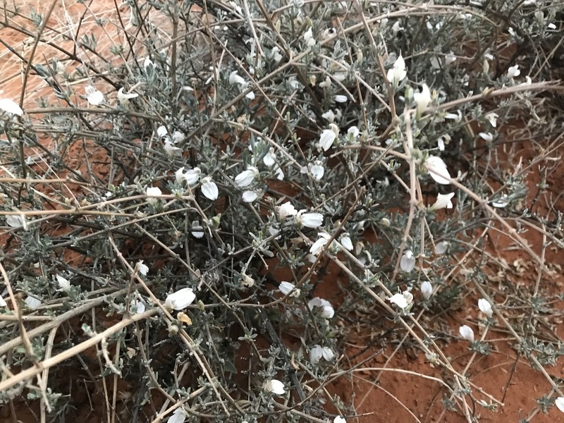 Pogonospermum incanum photo 4