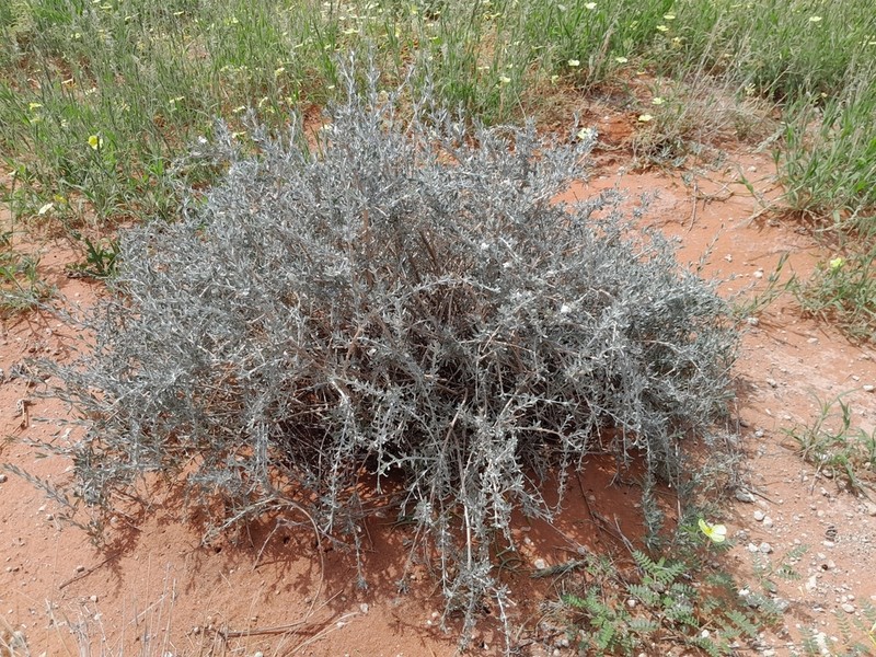 Pogonospermum incanum photo 5