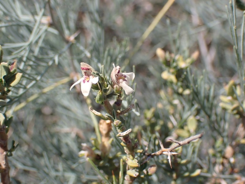 Pogonospermum incanum photo 6