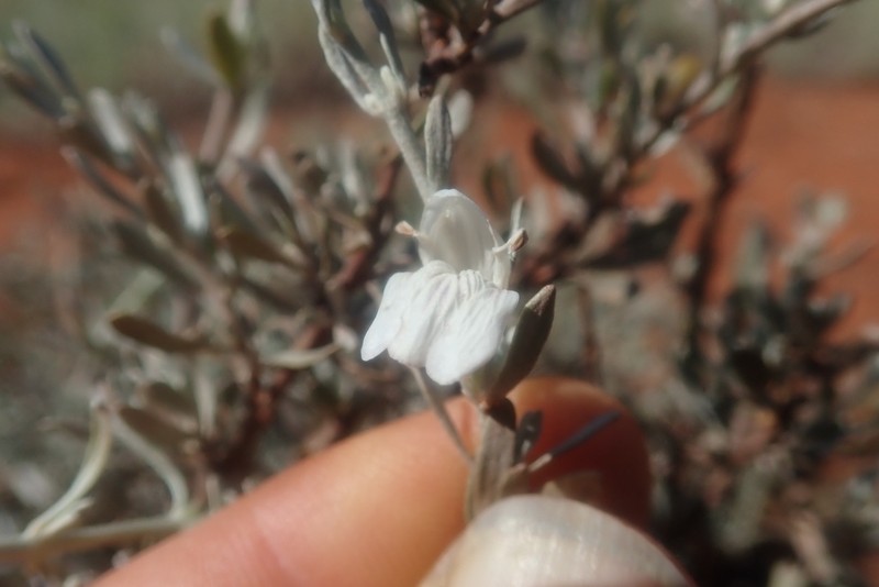 Pogonospermum incanum photo 7