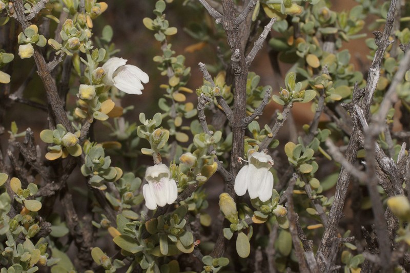 Pogonospermum incanum photo 8
