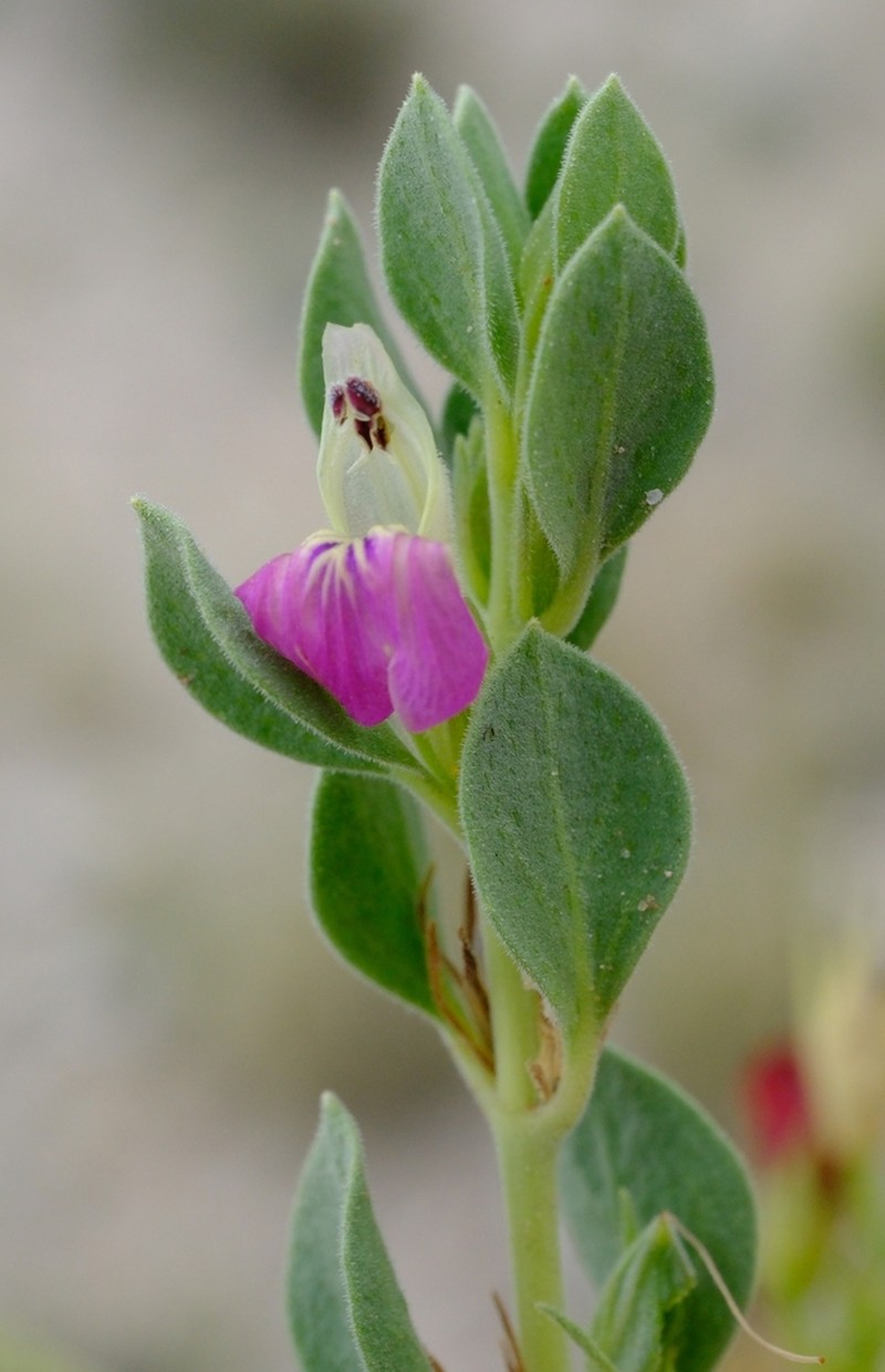Pogonospermum leucoderme