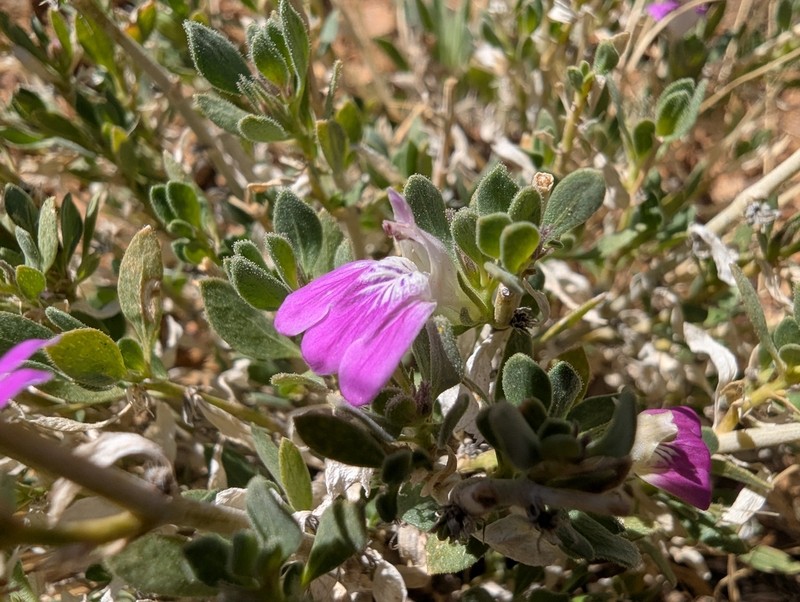 Pogonospermum leucoderme photo 2