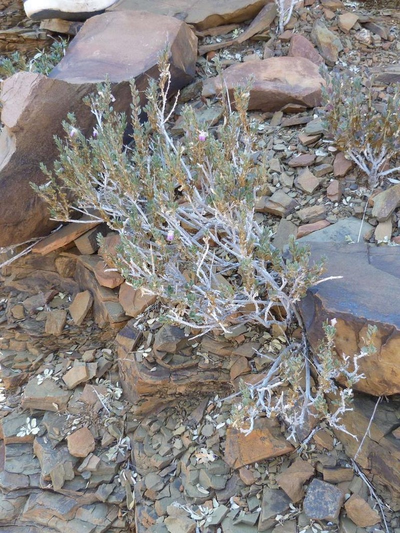 Pogonospermum leucoderme photo 3